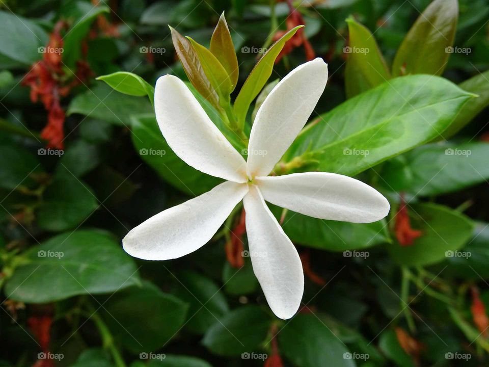 Five white petals