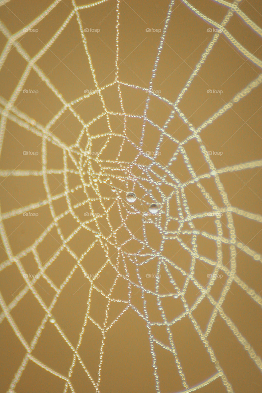 Spiderweb in misty morning 