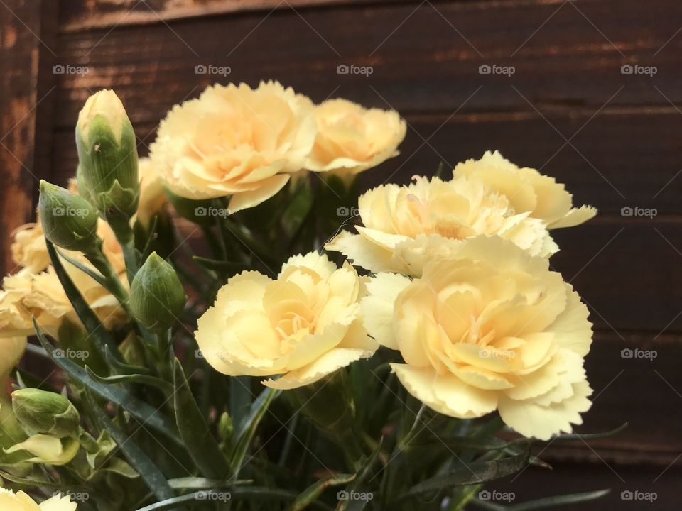 Small, yellow flowers of Carnation against the wooden background.