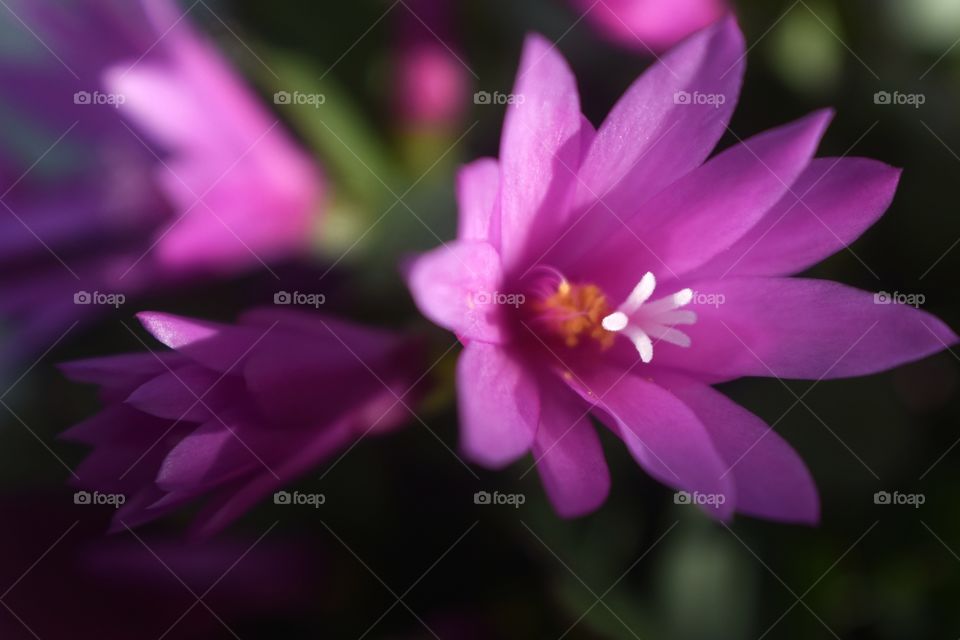Blooming flowers