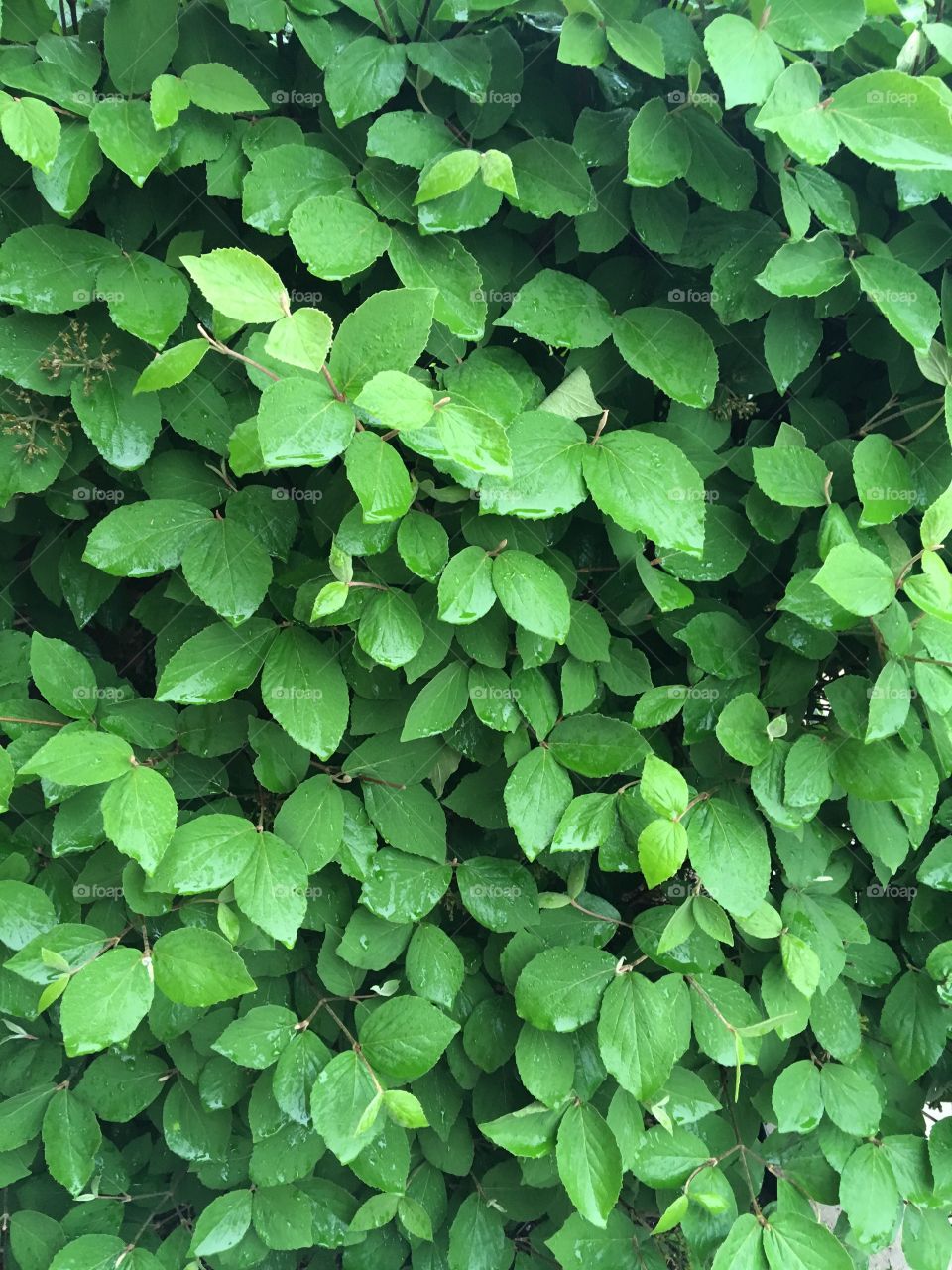 Wall of green wet leaves after a rain.