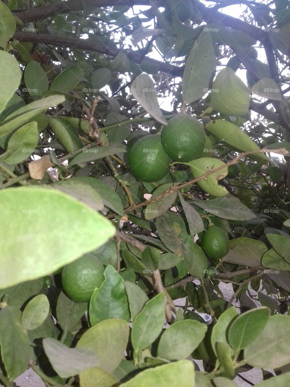 Lemon Tree