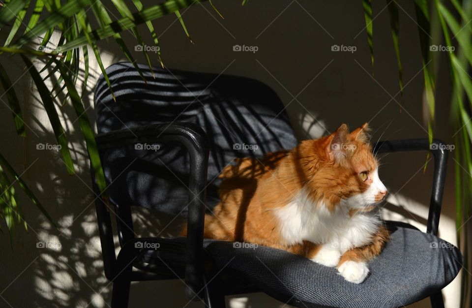 cat beautiful portrait relaxing home in sunlight and shadows