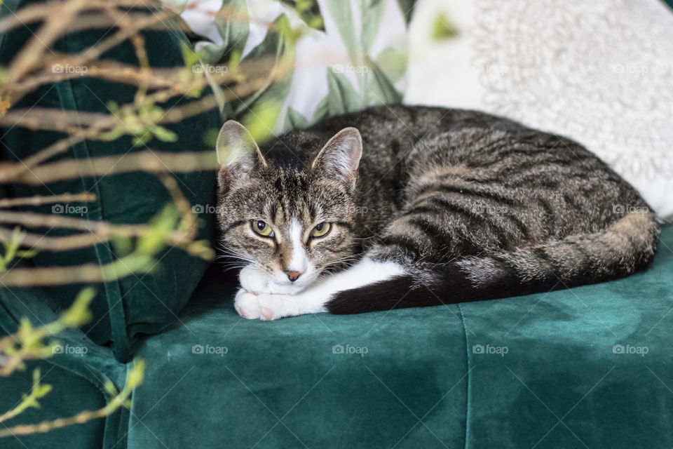 Cute cat chilling on a green couch