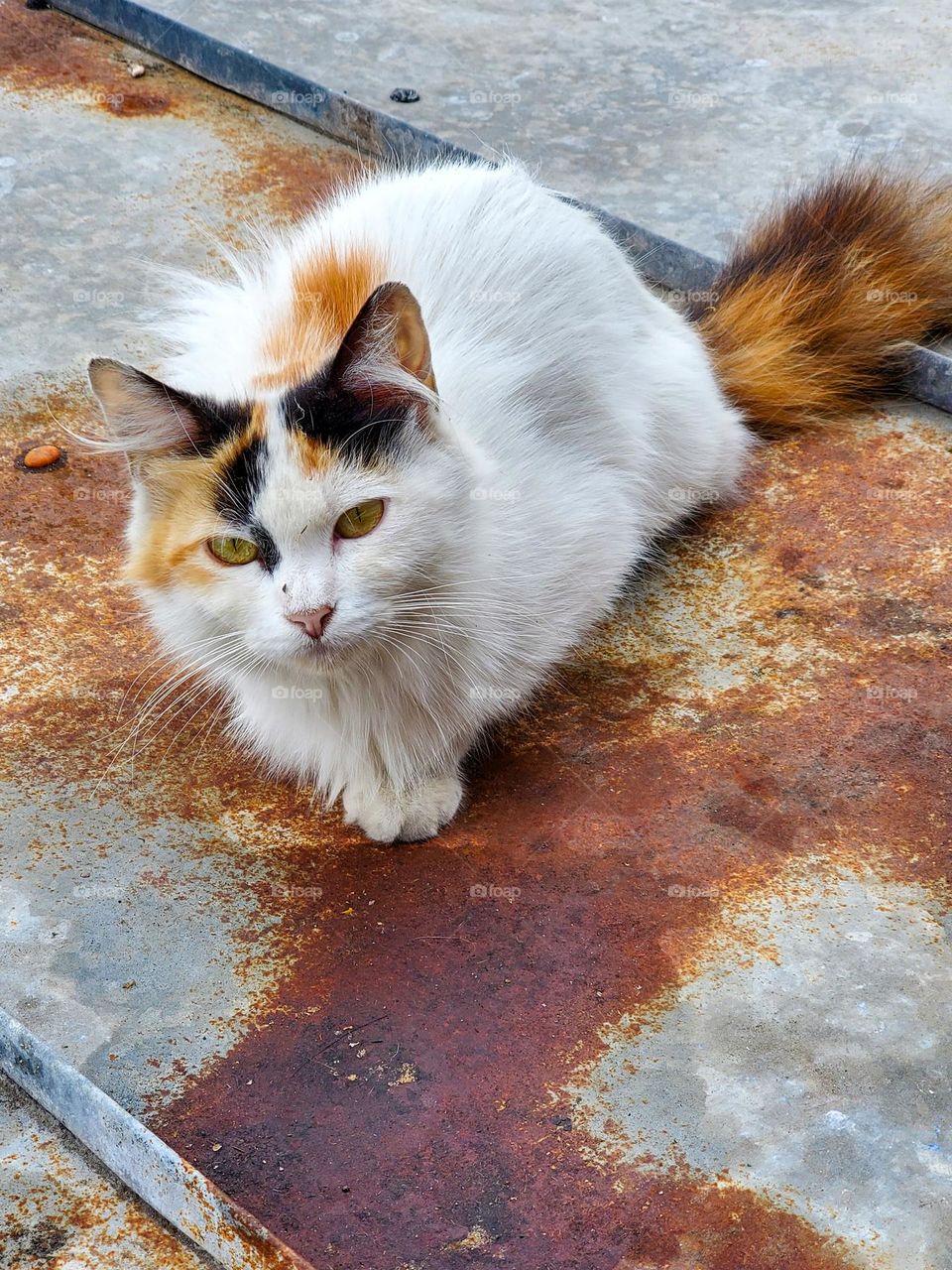 A cat sits atop a rusted tin roof that matches its coloring