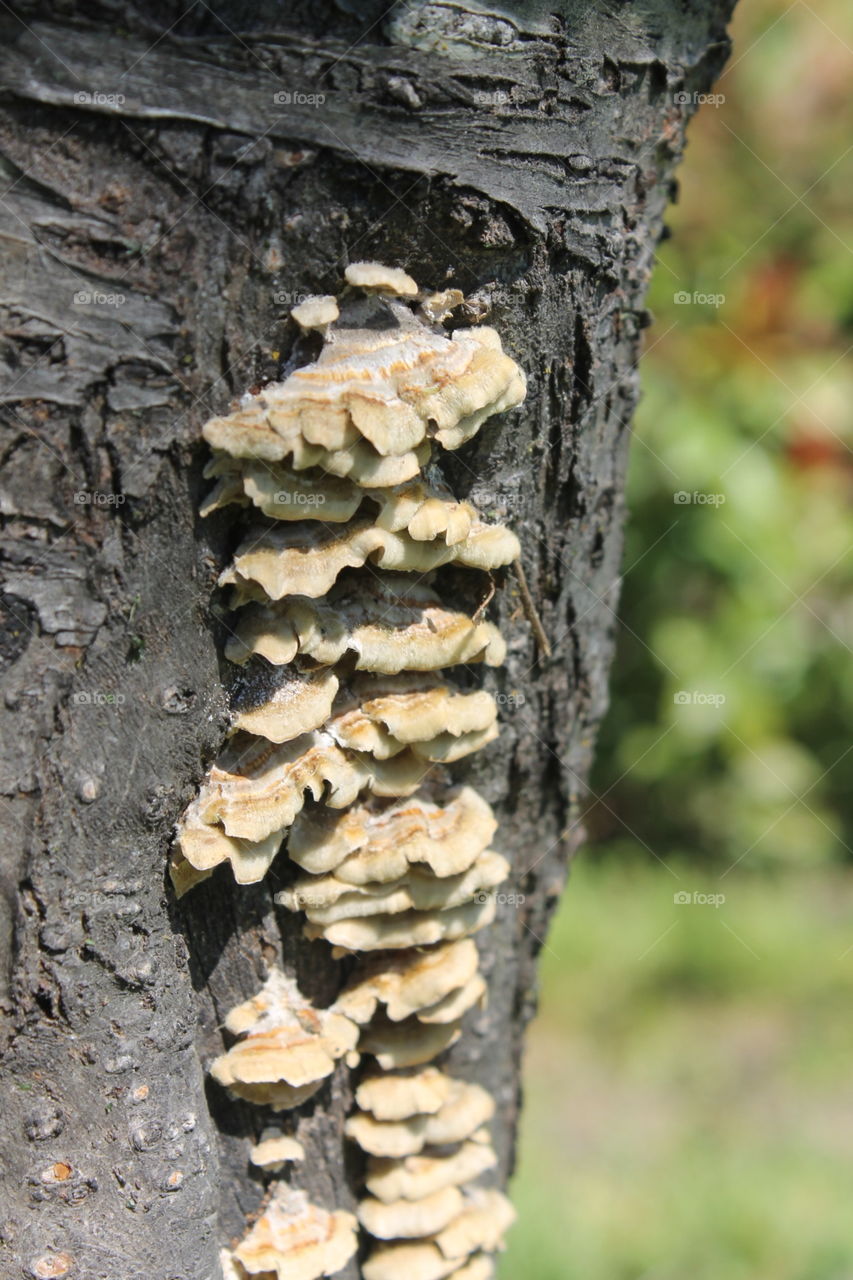 Fungus 