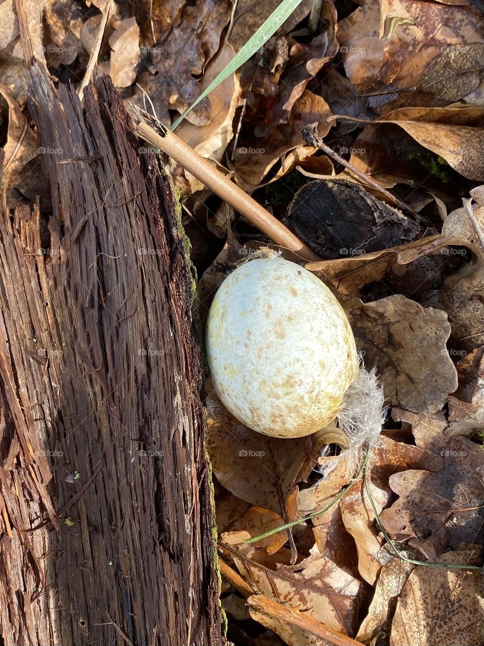 Egg on the forrest floor 
