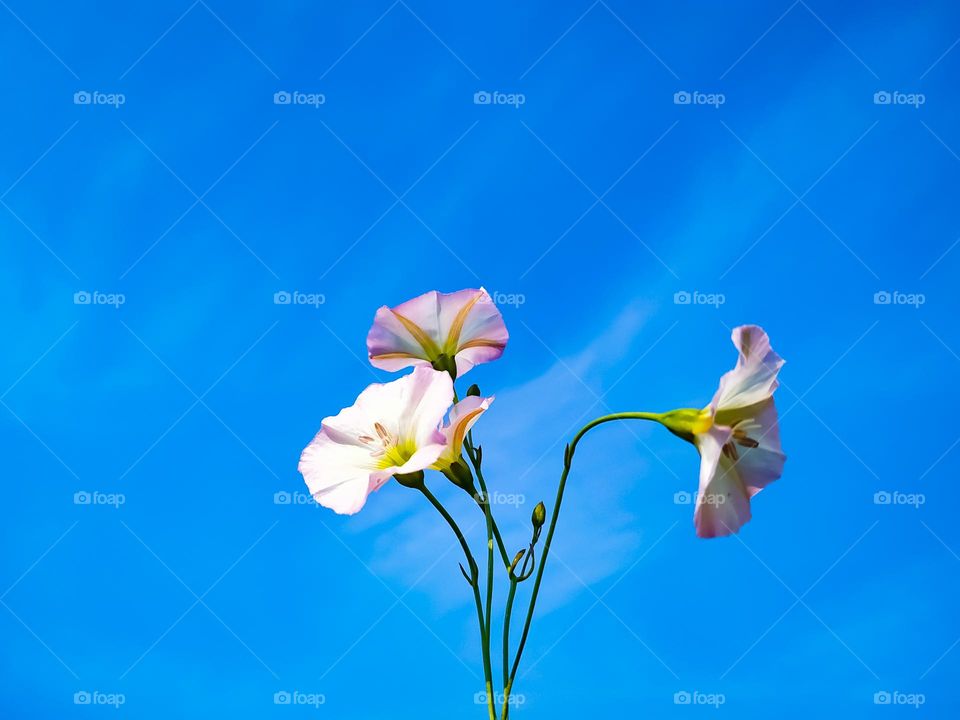 A closeup shot of a bindweed with young flower and the blue sky in the background