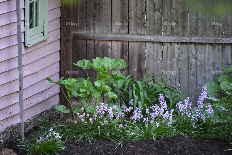 purple garden delight