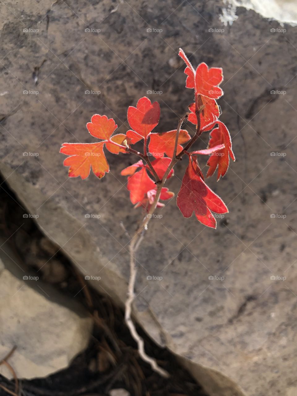 Tiny autumn colors found by rocks while hiking in southwest mountains