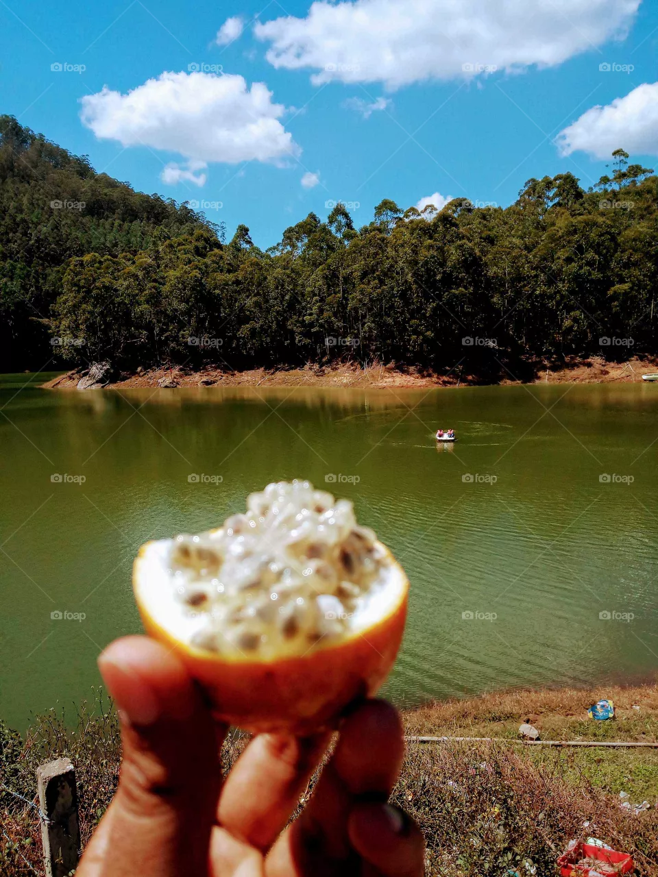 fruit