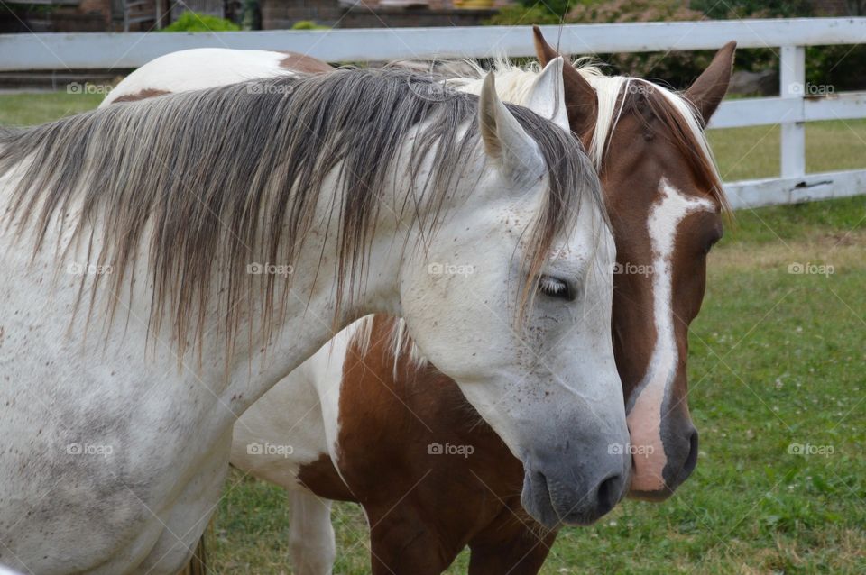 Horses getting to know each other 