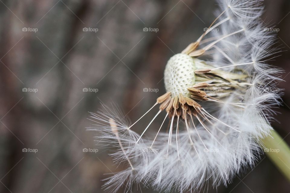 Close-up of dandelion flower