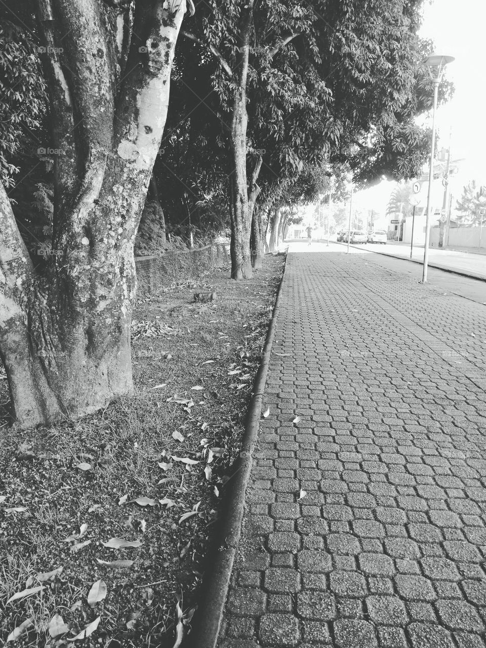 Walking path for exercising, trees