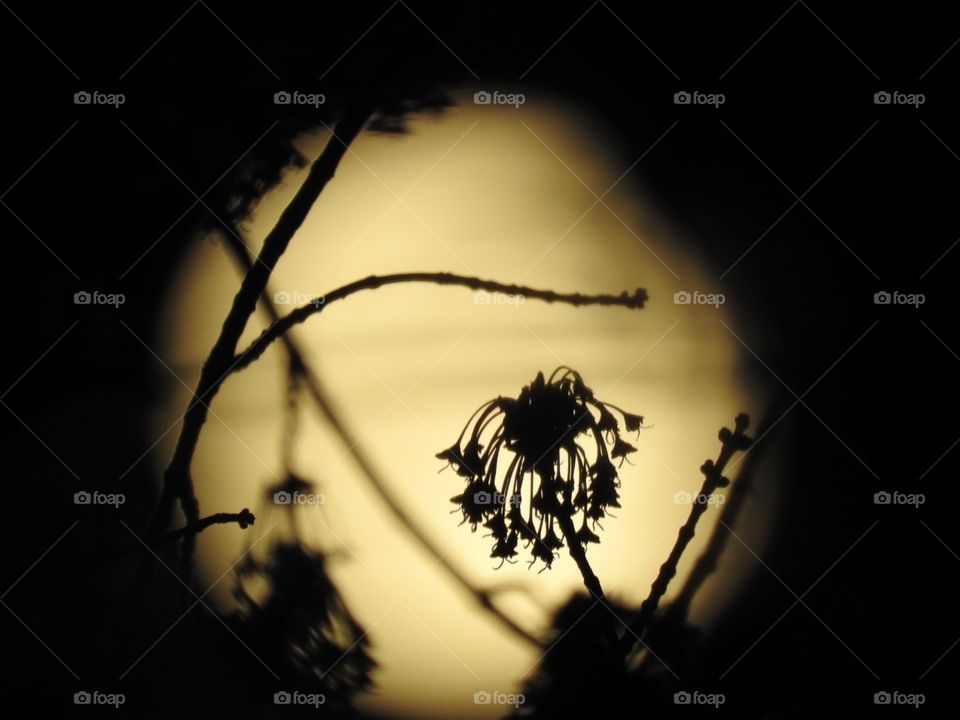 Moonlight silhouette