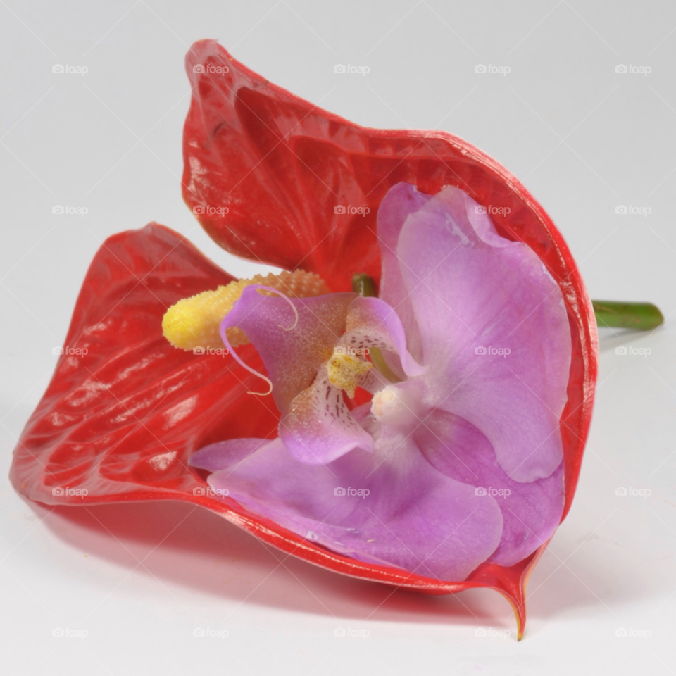 orchid anthurium by albertobaldelli