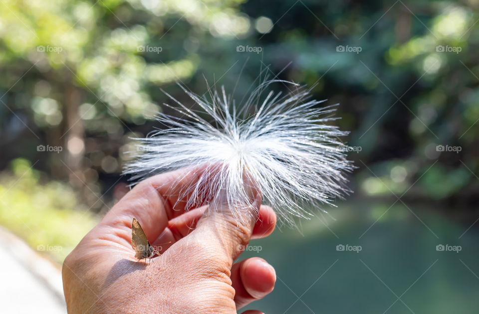 Brown Butterfly on the hand holding the Stamen white.