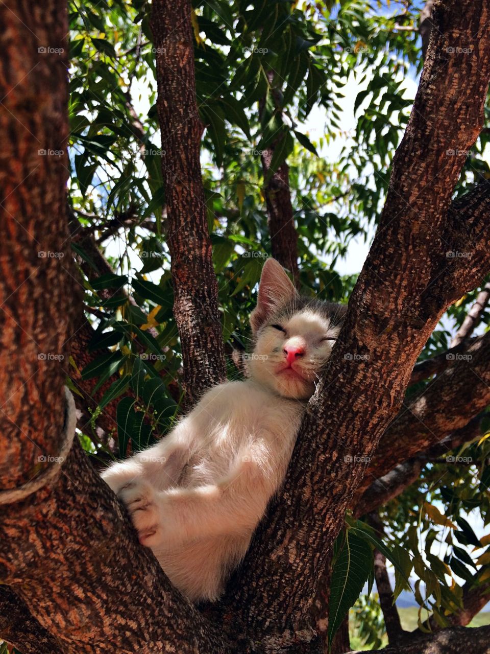 Gato dormindo na árvore 