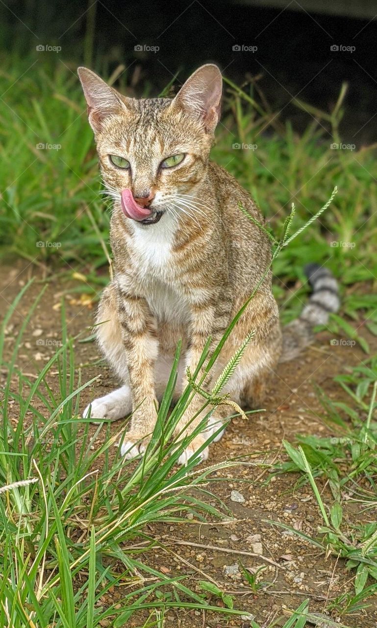 A stray cat wipes its mouth