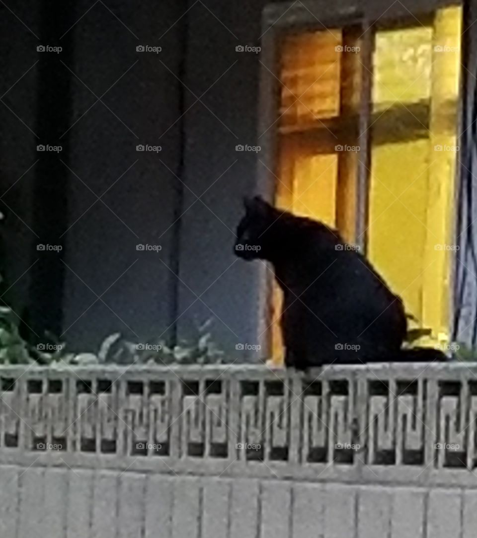 black kitty yellow window