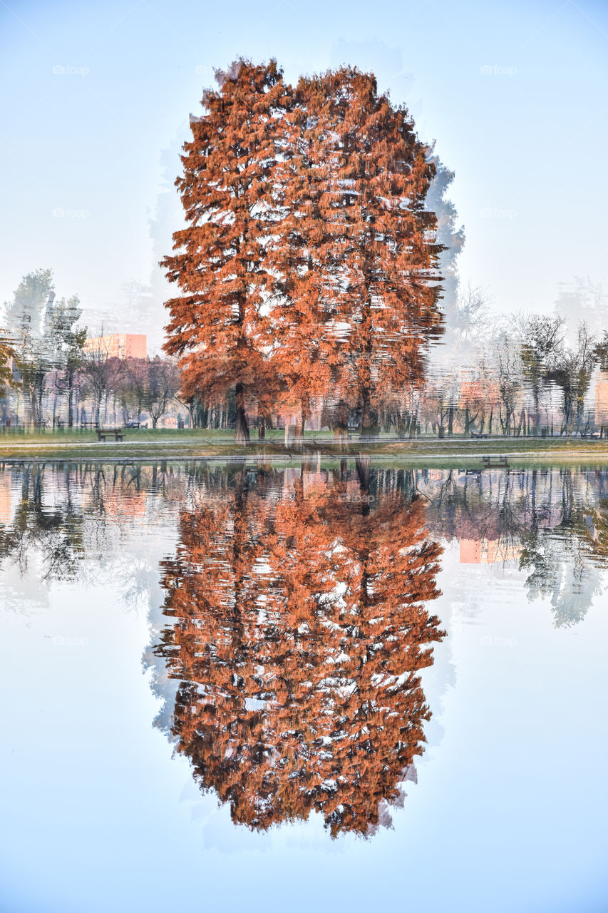 Reflection of trees in lake