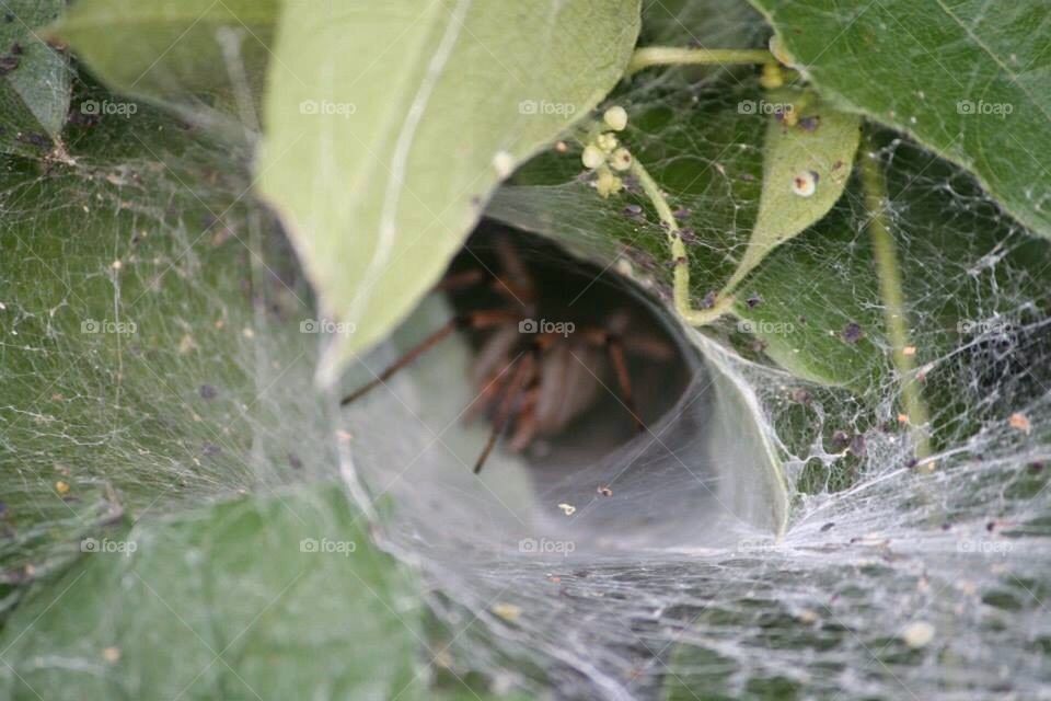 Big brown spider in Web