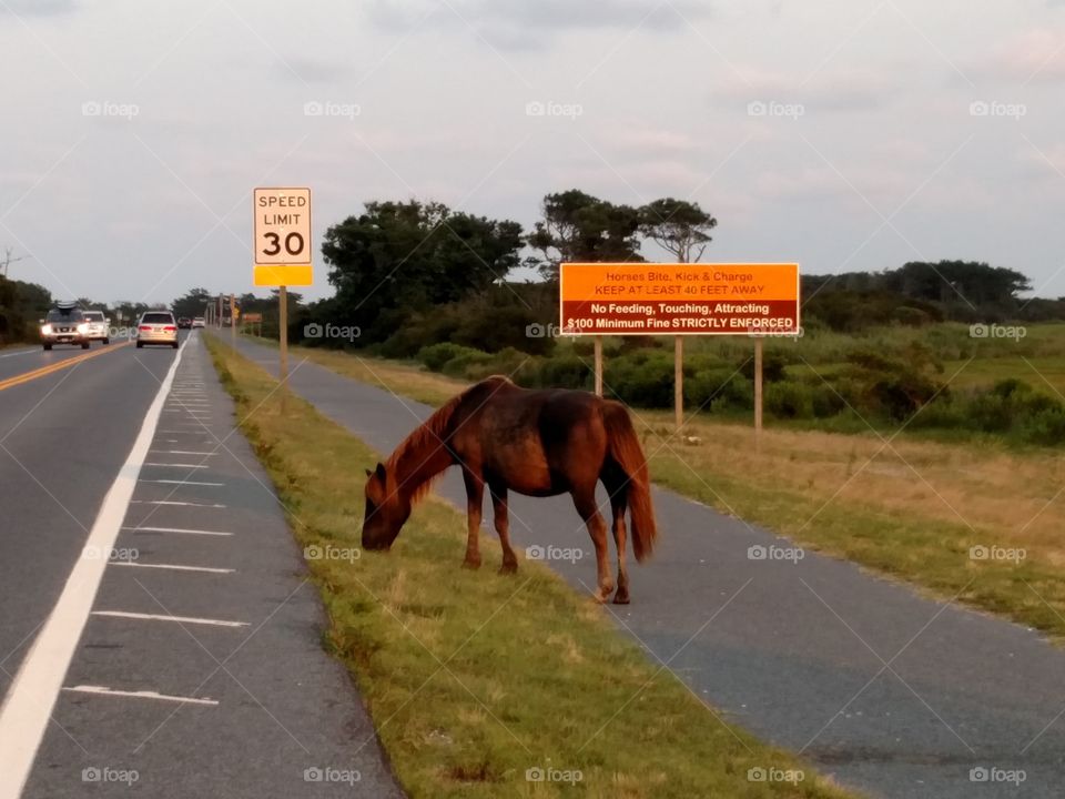 wild horse roadside at Assateague