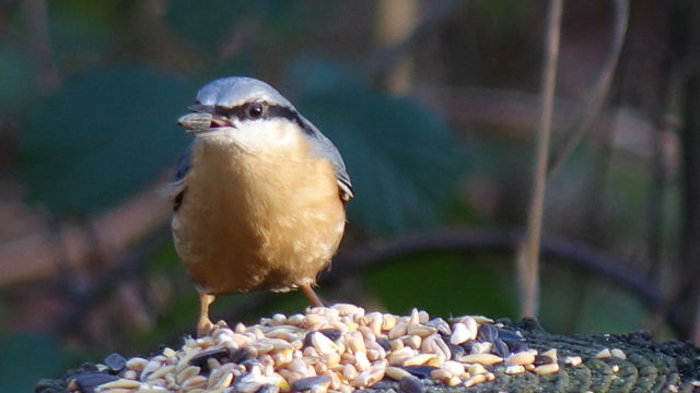 Nuthatch 