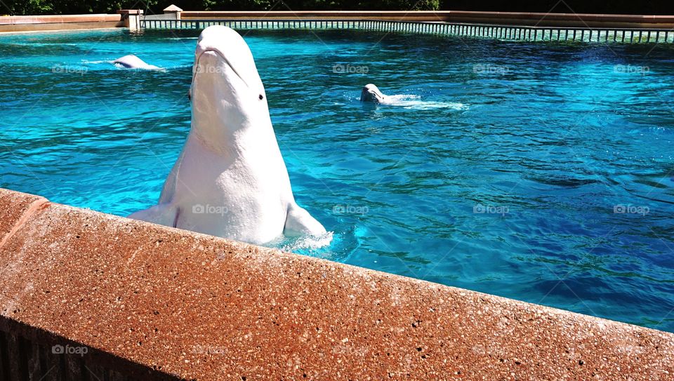 Beluga whale just wanting to say hi :)