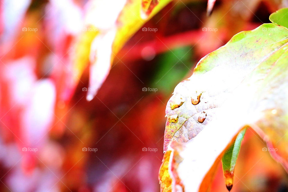 Closeup Leaf