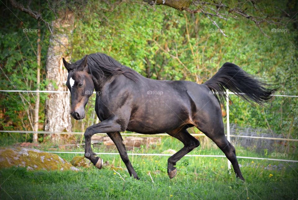 Horse running