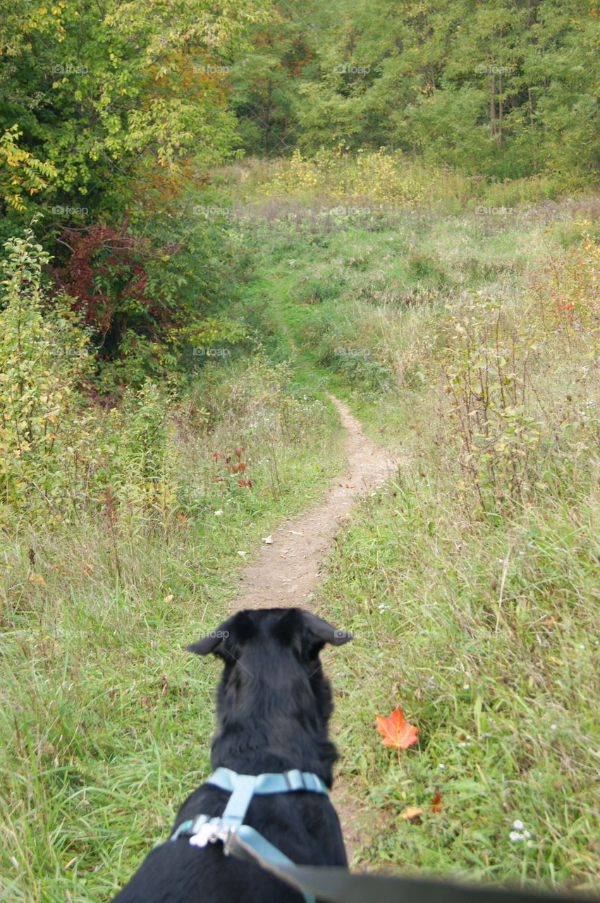 Dog, Grass, Outdoors, Mammal, Animal