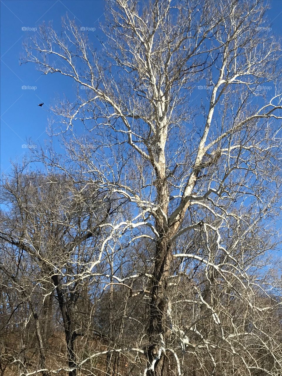 Sycamore Tree