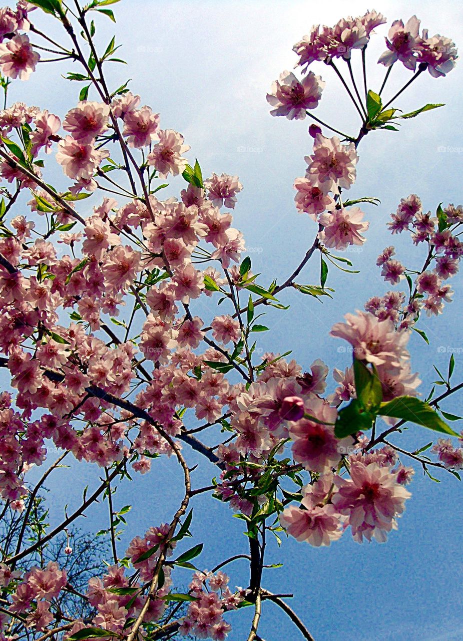 Cherry blossom tree against sky