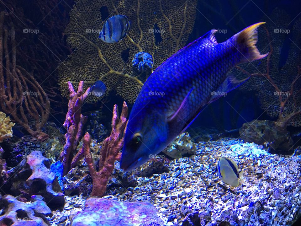 New England Aquarium