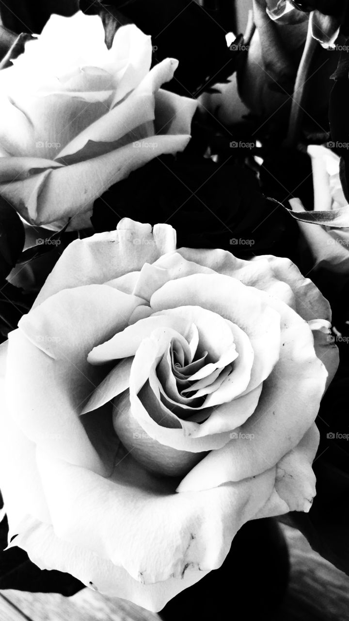 Nature made exquisite in black and white in the form of a rose.
