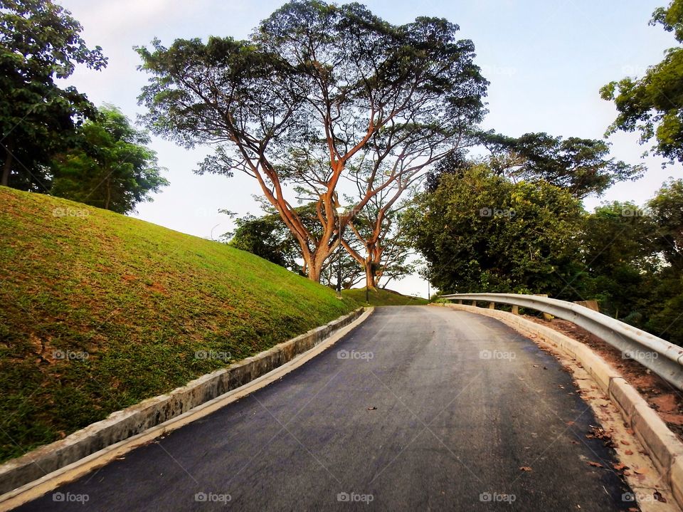 Trees on empty road