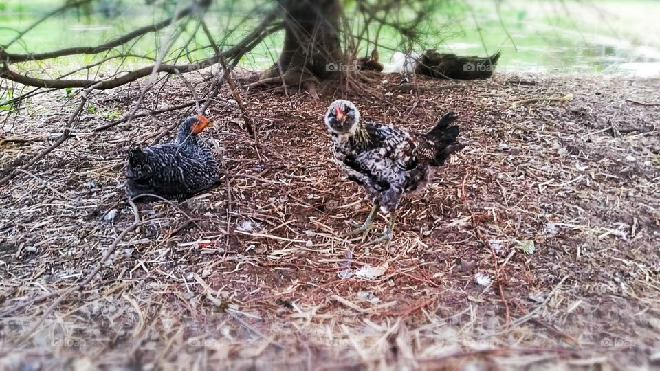 Ugly Chicken. this chicken is so ugly he's cute