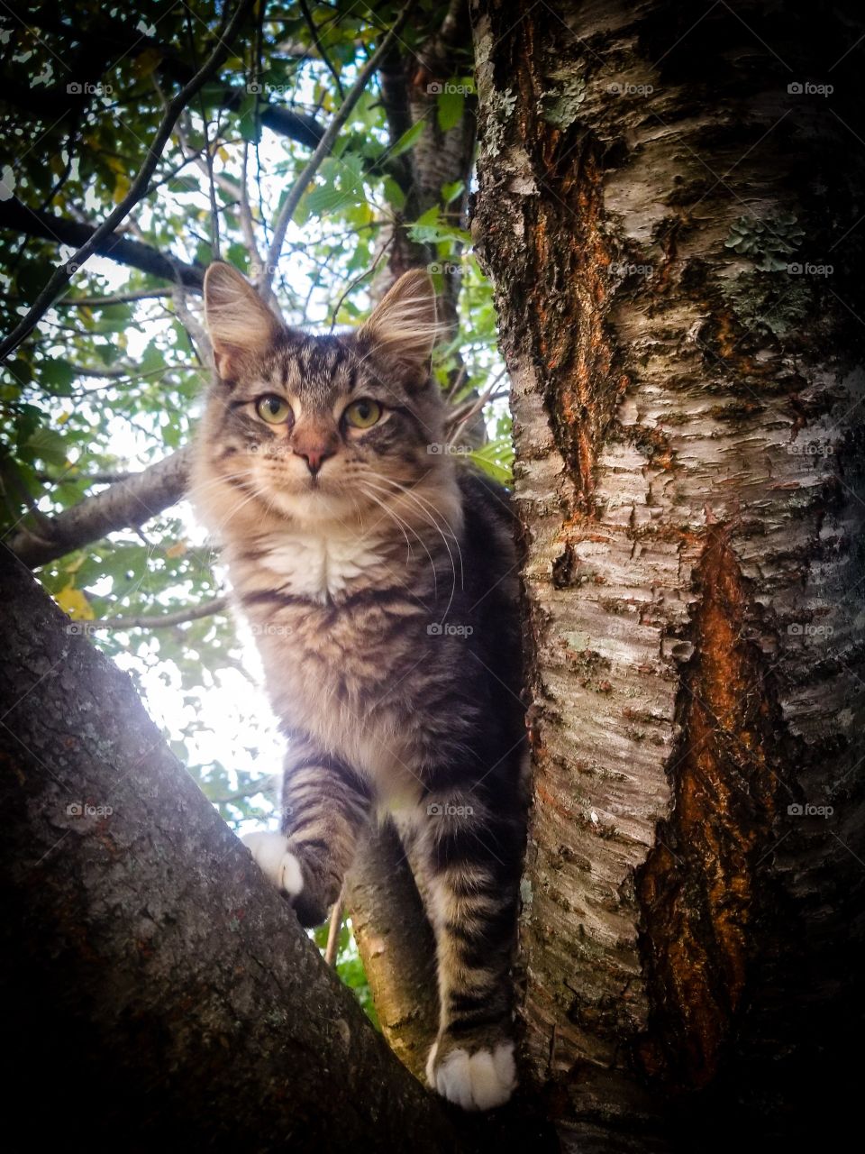 cat in a tree