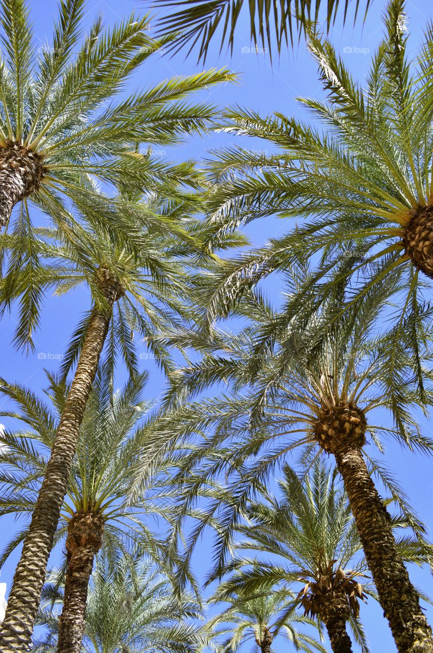 Palmtrees