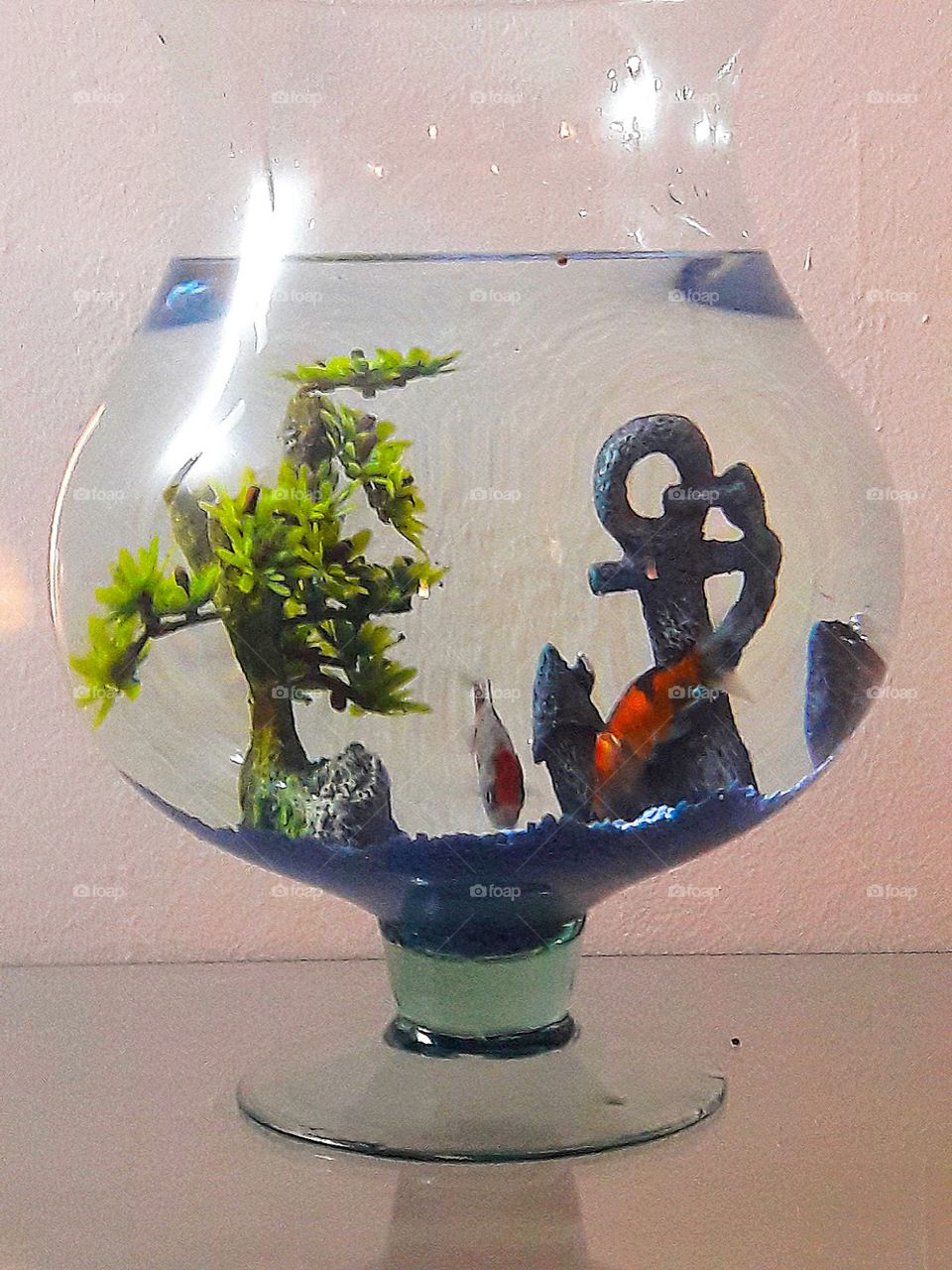 my fishes
