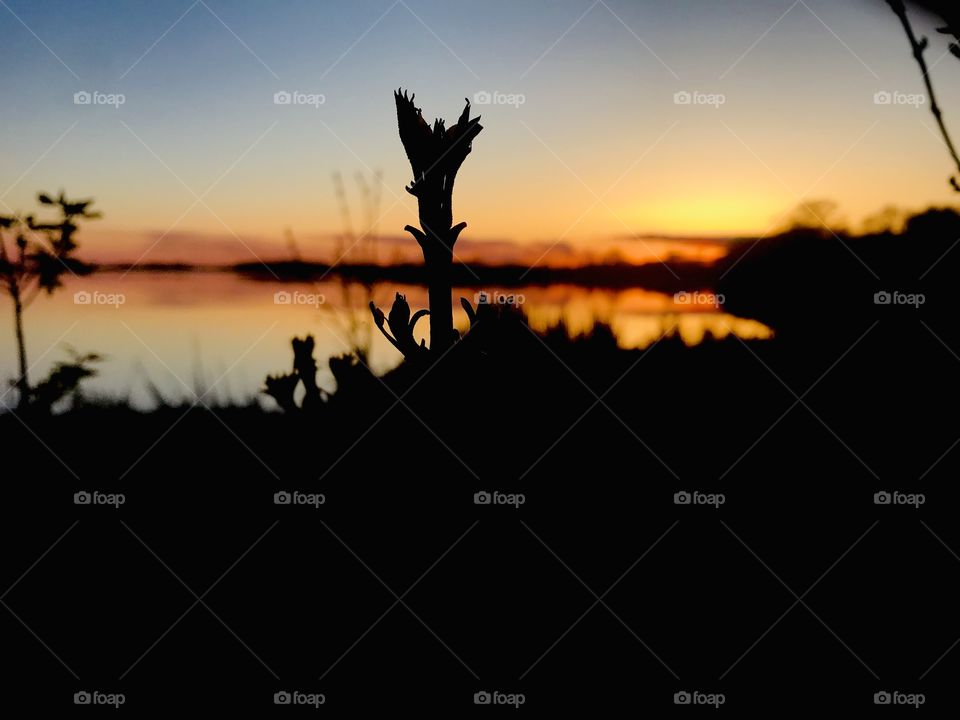 Gorgeous sunset with sun dipping behind grove of trees makes for a beautiful photo. 