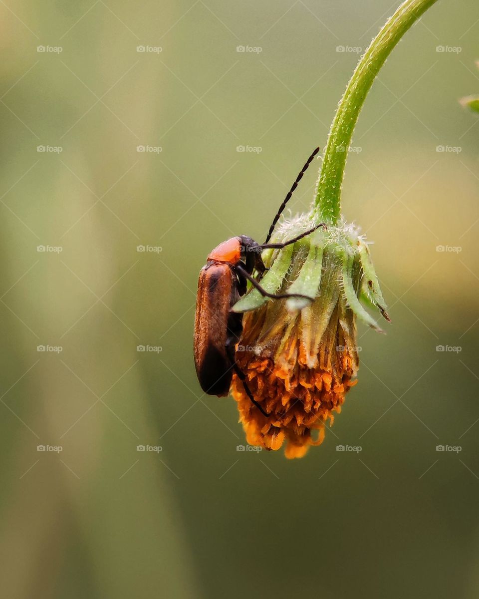leather-winged beetles foraging