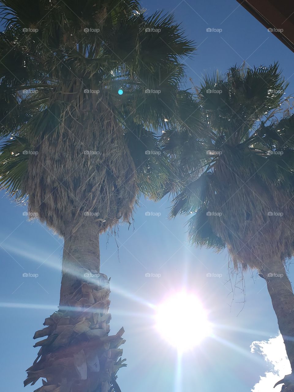 sun shining between the trees