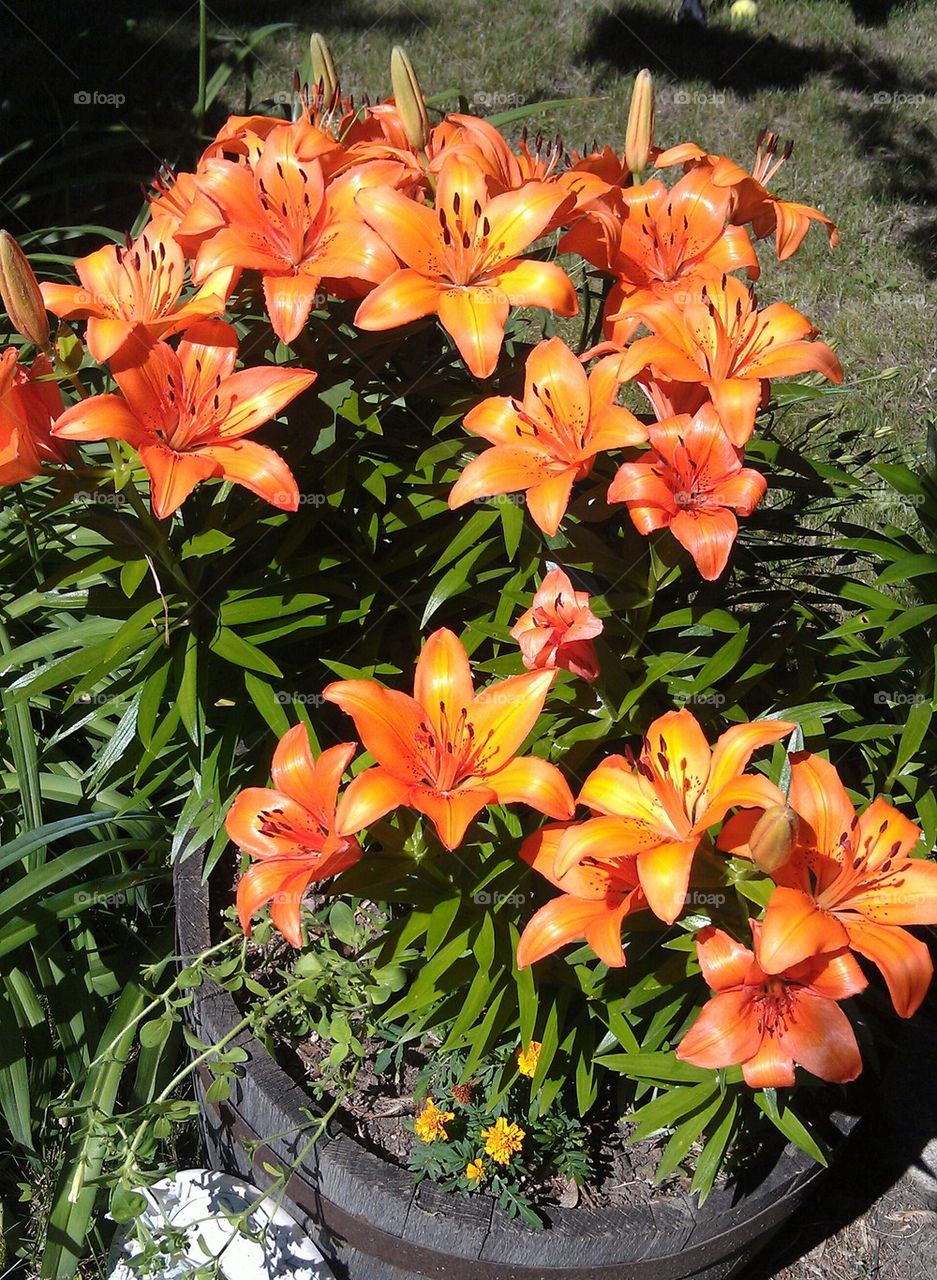 Lilies in the Garden