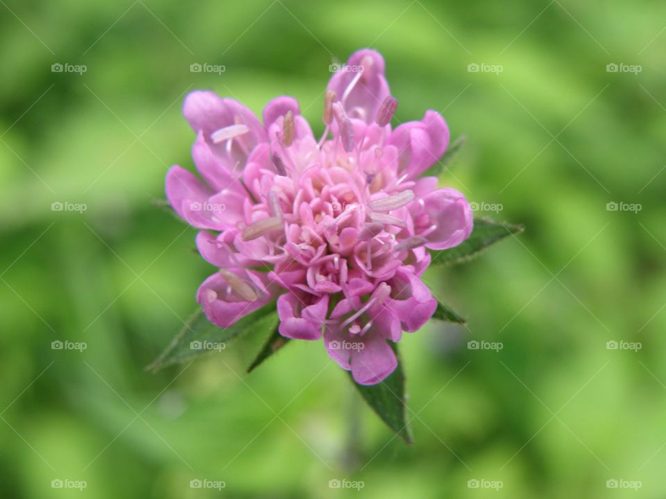 Blossom of pink flower