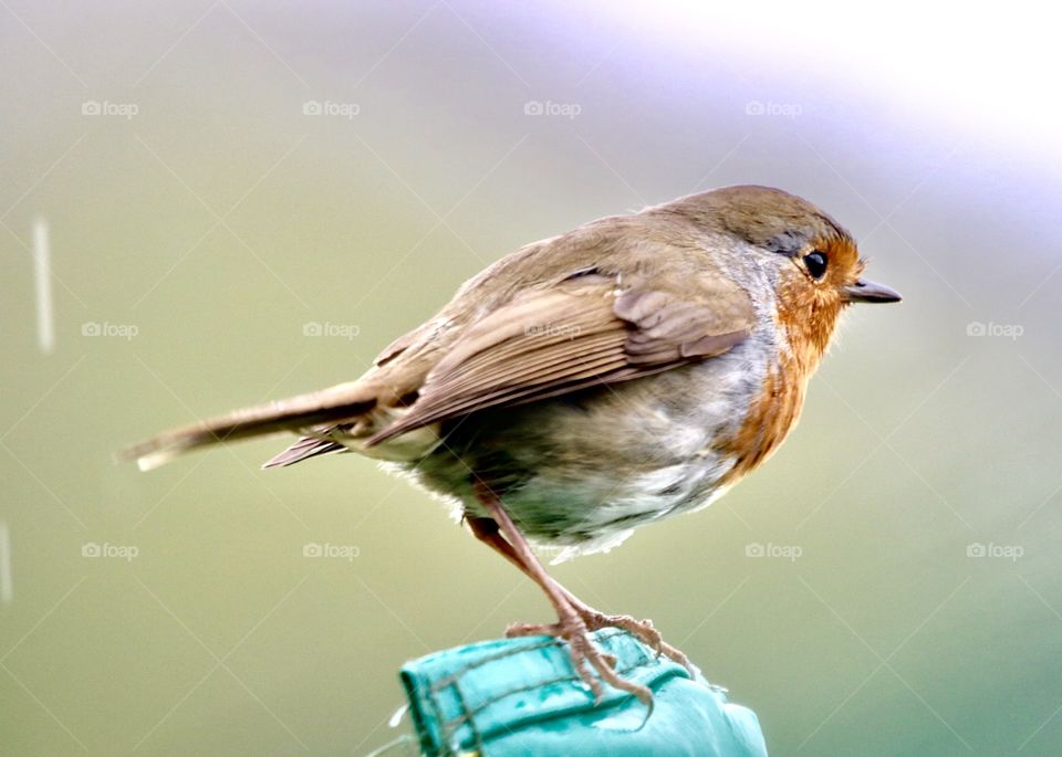 robin in the rain