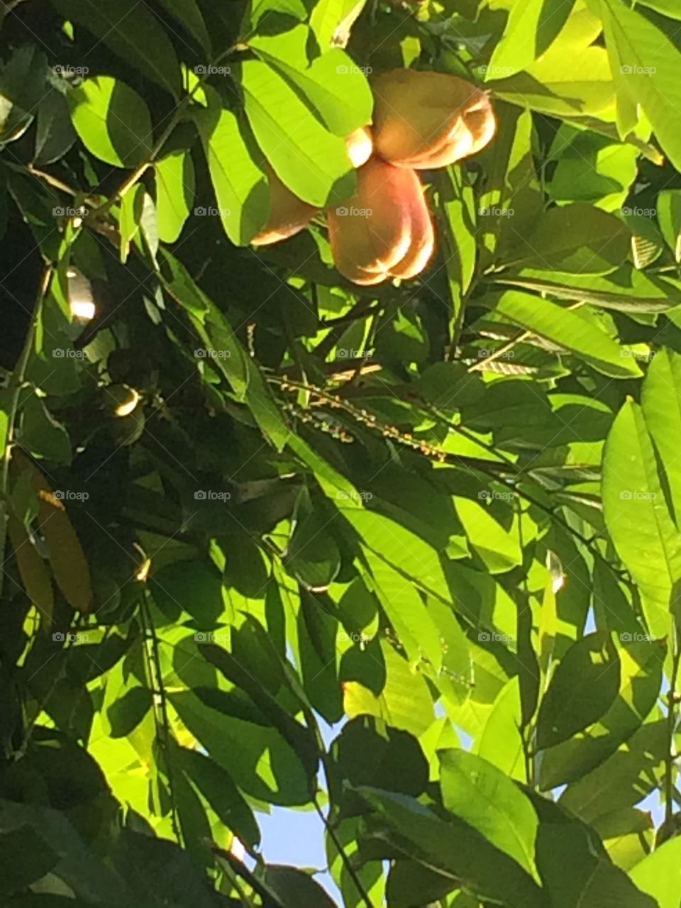Ackee Tree