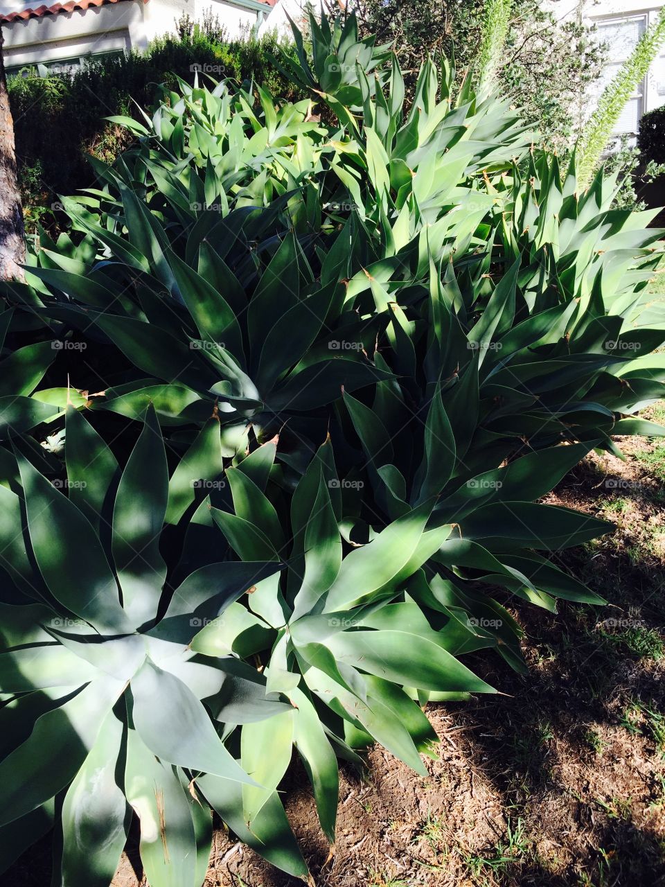Agave patch