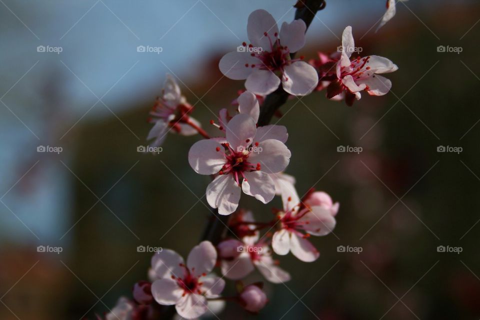 A Tree in Bloom